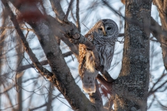 BARRED-LOOKING-AROUND