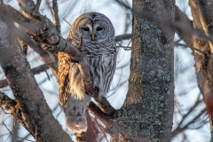 BARRED-STARE