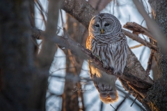 BARRED-THRU-BRANCHES