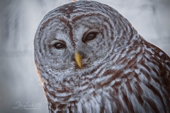 BARRED-ZOOM