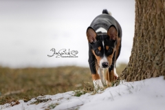Obie the Basenji