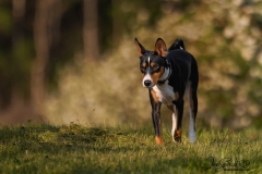 Obie the Basenji