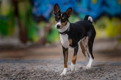 Obie the Basenji