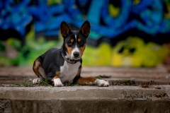 Obie the Basenji
