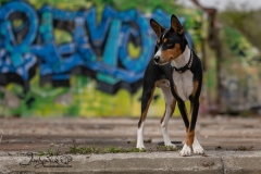 Obie the Basenji