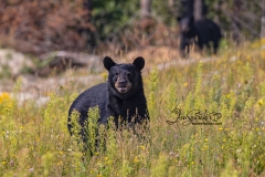 Black Bear 1