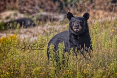 Black Bear Being Curious