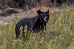 Young Black Bear