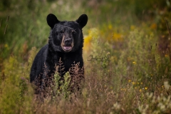 Curious Black Bear