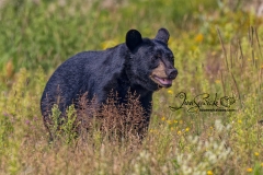 Black Bear 2