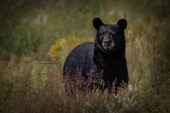 Watching Black Bear