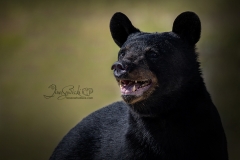 Laughing Black Bear