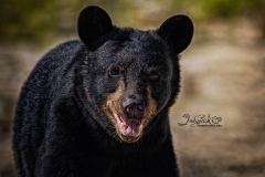 Black Bear in the Sun