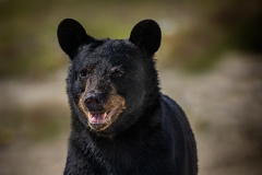Black Bear Portrait