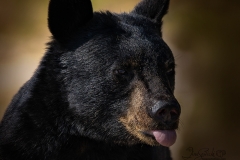 Black Bear Sticking Tongue Out