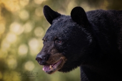Black Bear Profile