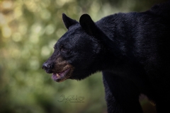 Black Bear Side Shot