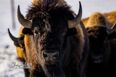 Staring Bison