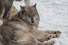 Black Wolf Laying