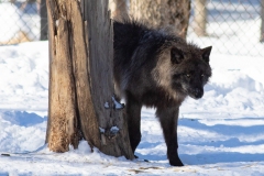 Black Wolf in Shadows
