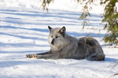 Black Wolf Sunning