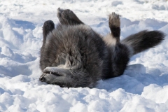 Black Wolf Rolling