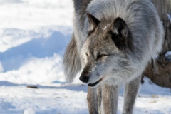 Black Wolf Santering