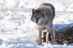 Suspicious Black Wolf