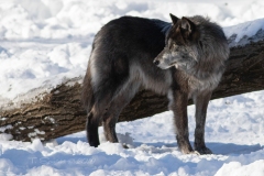 Black Wolf Looking over Shoulder