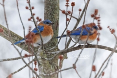 2-BLUEBIRDS