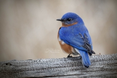 Portrait of a Bluebird