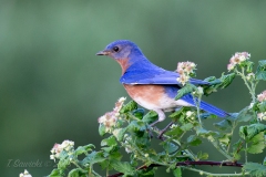 Male Eastern Bluebird on Raspberry Branch Male Eastern Bluebird on Raspberry Branch