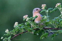 Female Eastern Bluebird  on Raspberry Branch