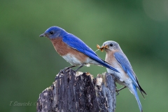 Eastern Bluebird Pair