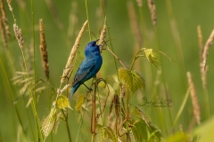 Indigo Bunting in Weeds