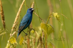 Facing Indigo Bunting