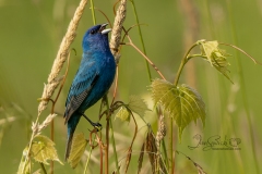 Singing  Indigo Bunting