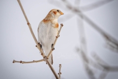 Snow Bunting in Tree