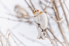 Head Tilt Snow Bunting