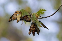 Monarchs Gathering on Branch