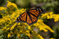 Monarch Butterfly 4