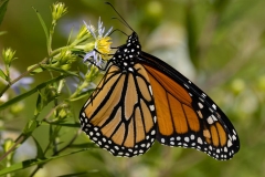 Monarch Butterfly 6