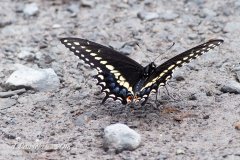 Spice Bush Swallowtail on Ground
