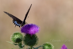 Spice Bush Swallowtail on Thistle