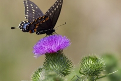 Spice Bush Swallowtail