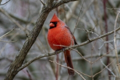 Male Northern Cardinal