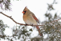 Female Northern Cardinal On a Branch