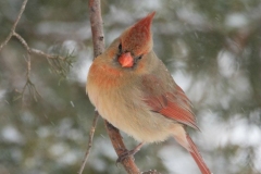 Female Northern Cardinal Head Tilt