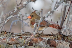 Female Northern Cardinal In the Branches