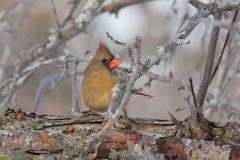 Female Northern Cardinal Among the Branches